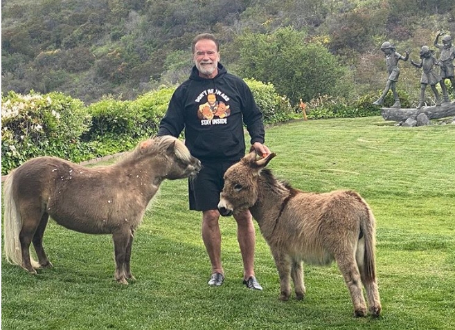Arnold Schwarzeneggers Haus Esel Lulu schaut ihm in süßem Video beim Training zu